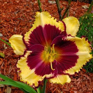 Meet your Posher, Connie